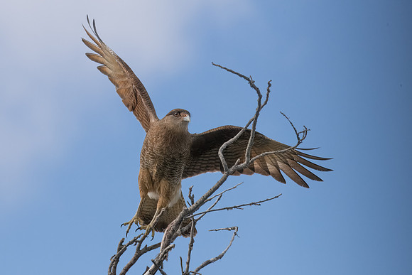 Chimango Caracara -2