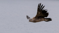 Andean Condor (imm) - 1