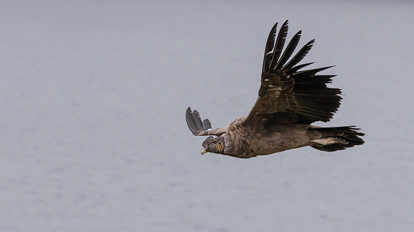 Andean Condor (imm) - 1