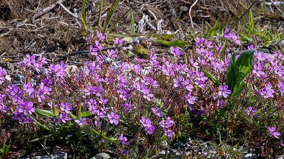 Alpine Balsam