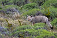 South American Gray Fox -1