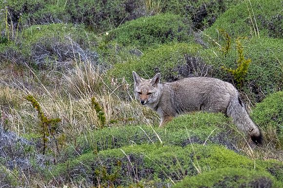 South American Gray Fox -1