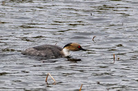 Silvery Grebe