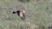 Black-billed Shrike Tyrant