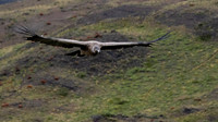 Andean Condor (imm) - 2