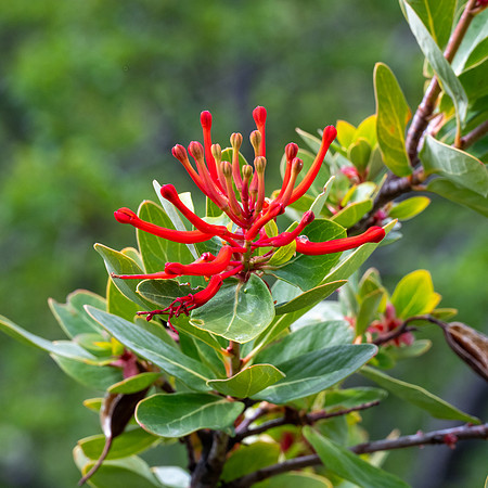 Chilean Firetree