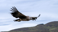 Andean Condor (imm) - 4