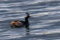 White-tufted Grebe