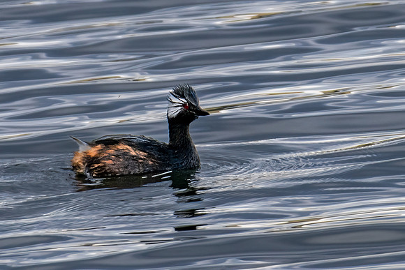 White-tufted Grebe