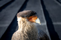 Crested Caracara -2