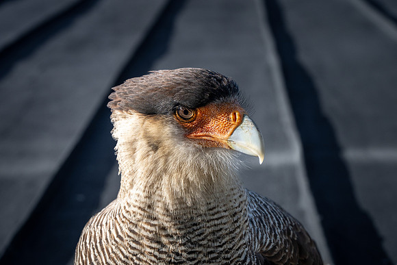 Crested Caracara -2