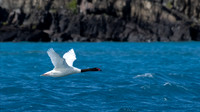 Black-necked Swan