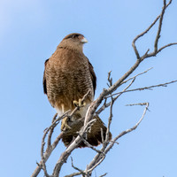 Chimango Caracara -1
