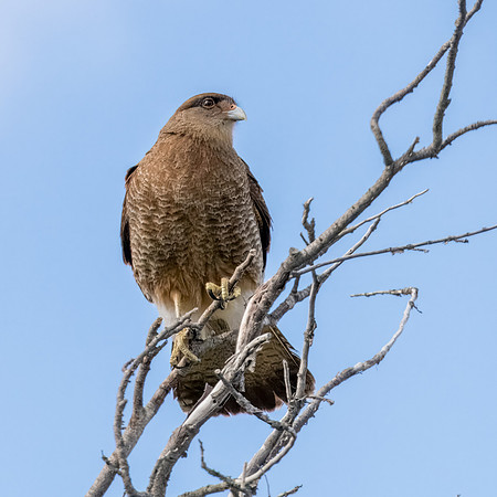 Chimango Caracara -1