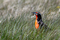 Long-tailed Meadowlark -1