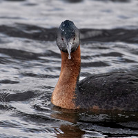 Great Grebe -1