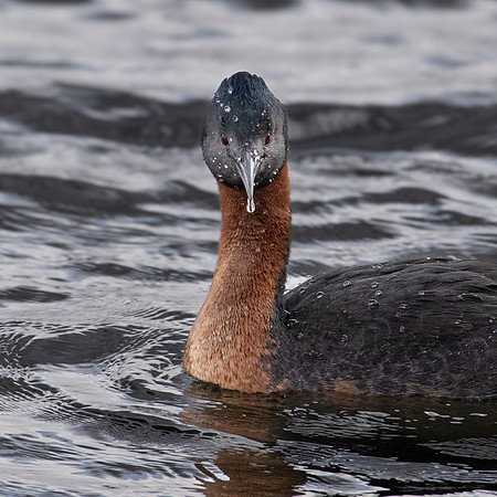 Great Grebe -1