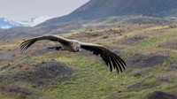 Andean Condor (imm) - 3