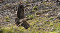 Andean Condor (imm) - 6