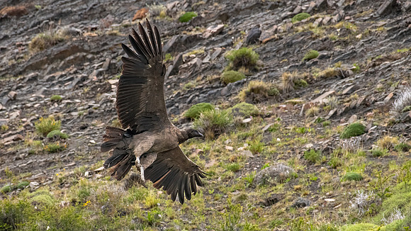 Andean Condor (imm) - 6