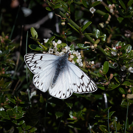 Common White