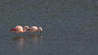 Chilean Flamingos -1