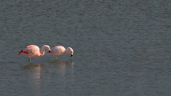 Chilean Flamingos -1