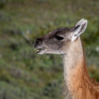 Guanaco -3