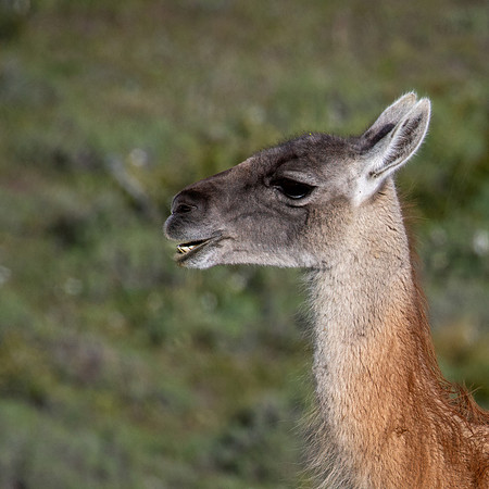 Guanaco -3