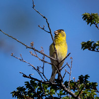 Andean Siskin -1