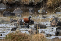 Ashy-headed Goose -1