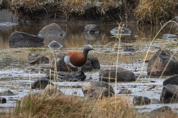 Ashy-headed Goose -1