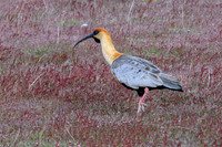Black-faced Ibis -5