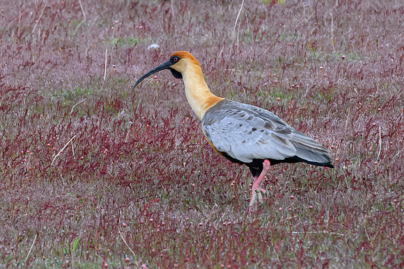 Black-faced Ibis -5