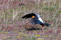 Black-faced Ibis -4