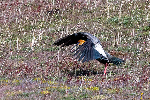 Black-faced Ibis -4