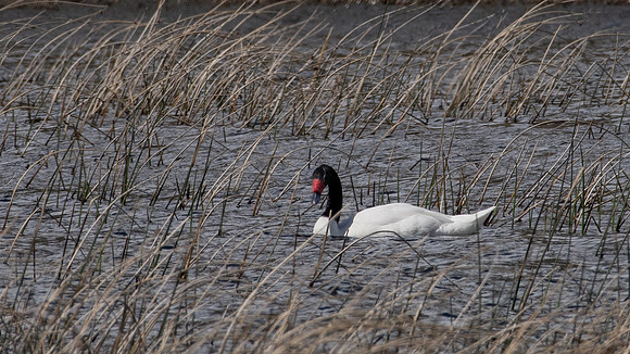 Black-necked Swan -2