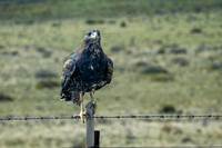 Black-chested Buzzard Eagle -1