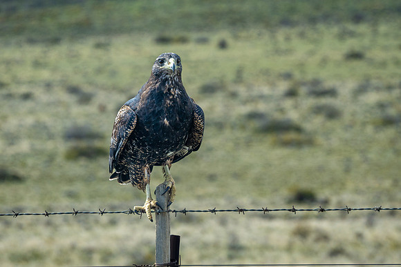 Black-chested Buzzard Eagle -1