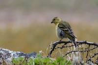 Black-chinned Siskin ♀ -2