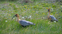 Black-faced Ibis -2