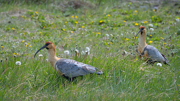 Black-faced Ibis -2