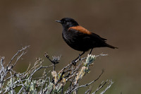 Austral negrito ♂ -2