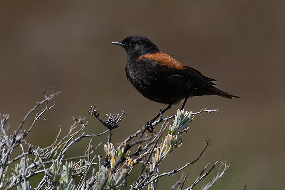 Austral negrito ♂  -2