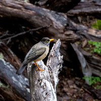Austral Thrush -1