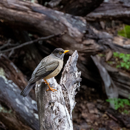 Austral Thrush -1
