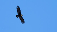 Andean Condor -3