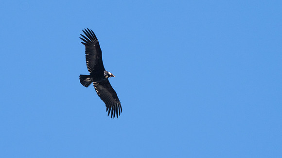 Andean Condor -3