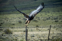 Black-chested Buzzard Eagle -2