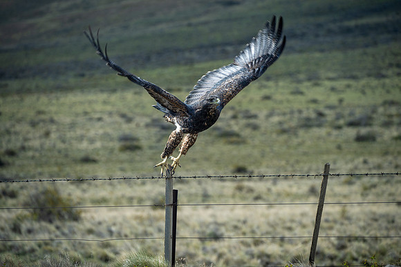 Black-chested Buzzard Eagle -2
